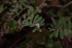 Euphorbia corrigioloides
